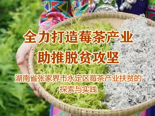 全力打造莓茶产业  助推脱贫攻坚 ——湖南省张家界市永定区莓茶产业扶贫的探索与实践