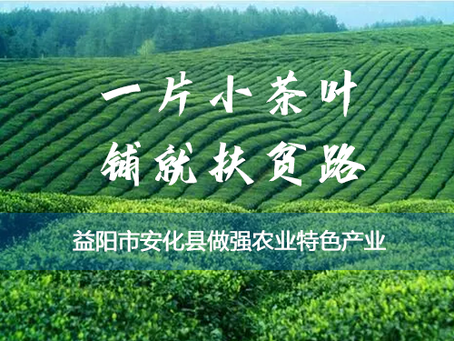 一片小茶叶 铺就扶贫路  ——益阳市安化县做强农业特色产业